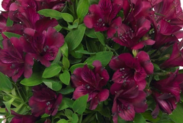 dark purple thumb.png
